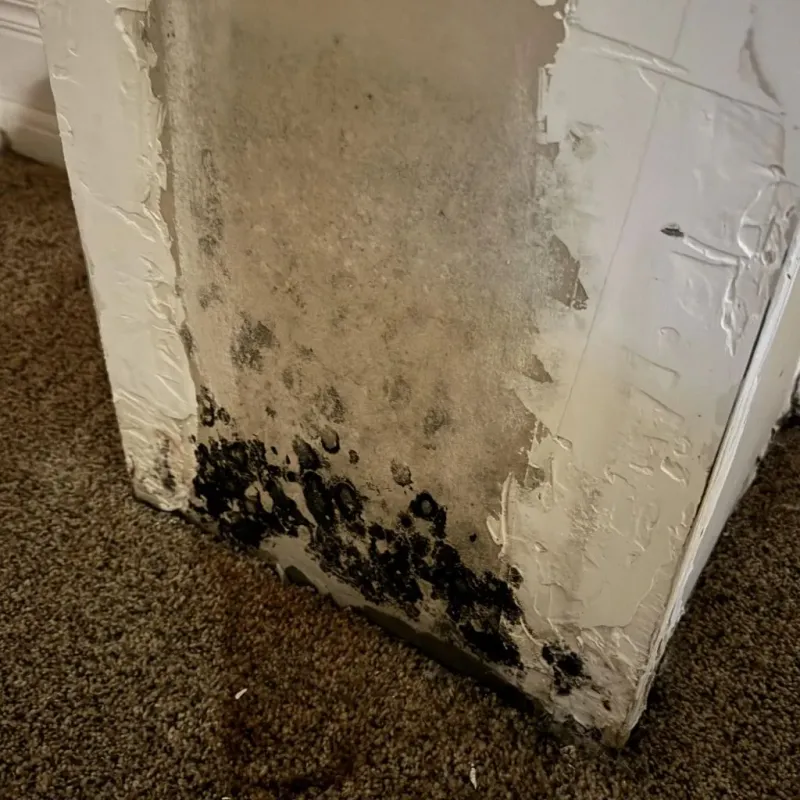 Professional Mold Removal in Cheval, FL